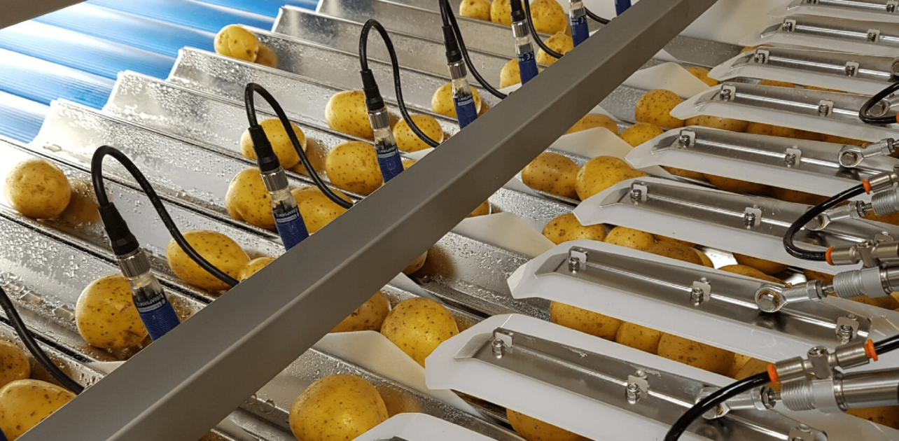 A machine is putting potatoes on a conveyor belt.