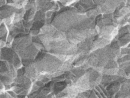 Micro Plate의 SEM x 1000 이미지